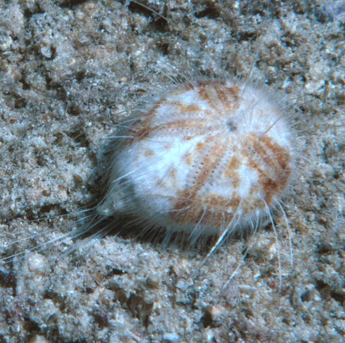 Maretia planulata